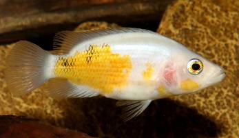 Parachromis dovii Costa Rica forme xanthique