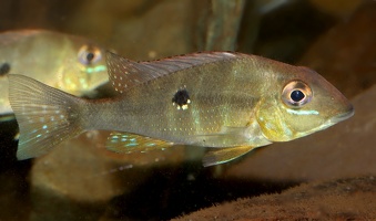 Geophagus argyrostictus