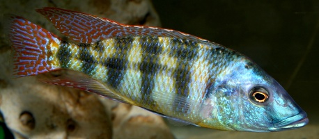 Placidochromis johnstoni mâle