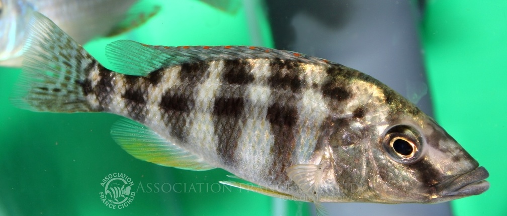 P.Tawil Placidochromis johnstoni C060304A 295.jpg