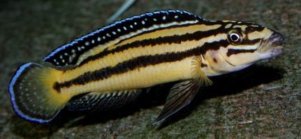 Julidochromis marksmithi  Kipili mâle