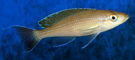 Paracyprichromis brieni Rutunga mâle