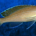 P.Tawil Paracyprichromis brieni Rutunga Mierzenska C230403A 468.JPG
