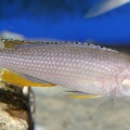 P.Tawil Paracyprichromis brieni Rutunga Mierzenska C230403A 462.JPG