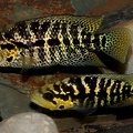 P.Tawil Parachromis cf. multifasciatus La Ceiba Panama Beaucousin C230530A 502.JPG