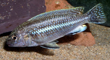 Melanochromis dialeptos mâle