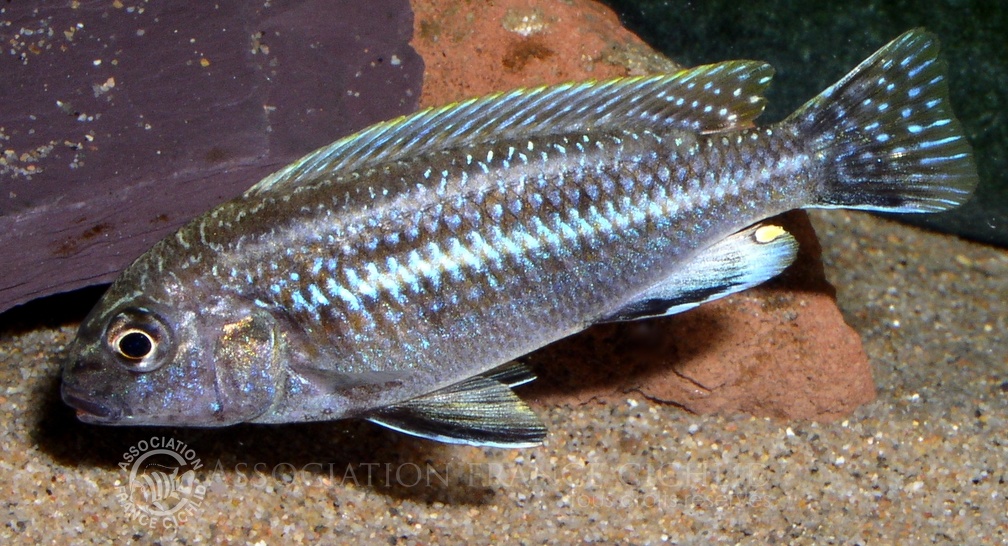 P.Tawil Melanochromis dialeptos C031116A 008.jpg