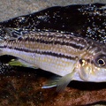 P.Tawil Melanochromis dialeptos C040619C 016.jpg