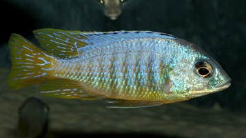 Placidochromis sp. "Jalo" mâle F1