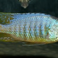 P.Tawil Placidochromis sp. Jalo F1 Didier Michel C190523B 080.JPG