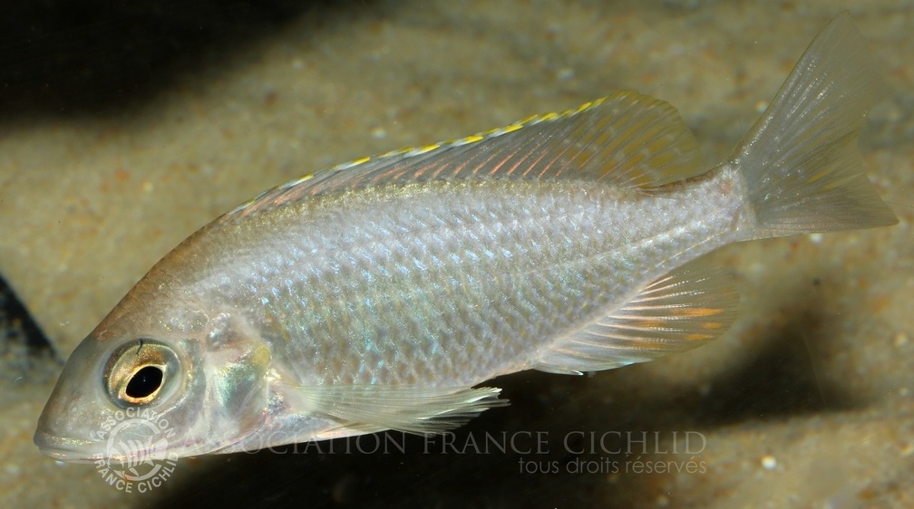 P.Tawil Placidochromis sp. Jalo F1 Didier Michel C190523B 145.JPG