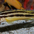 P.Tawil Julidochromis marksmithi Kipili breeding pair C061223A 009.jpg