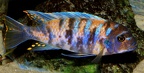 P.Tawil Cynotilapia zebra Chiofu Lereclus C150313A 639.JPG