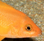 P.Tawil Neolamprologus mustax Mbita C160716A 745.JPG