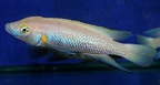 P.Tawil Neolamprologus nigriventris mâle élevage C090418A 325.jpg