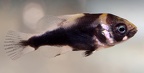 P.Tawil Astronotus ocellatus Bahia red young Beaucousin C230530A 708.JPG