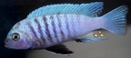 P.Tawil Cynotilapia sciasma Magunga C230218A 752.JPG