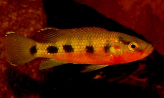 Hemichromis fasciatus lac Bosumtwi
