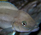 P.Tawil Neolamprologus longicaudatus Garrier C090425A 101.jpg