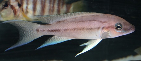 Neolamprologus longicaudatus
