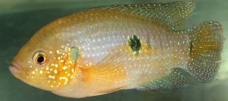 Rubricatochromis cristatus Nigéria