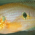 P.Tawil Rubricatochromis cristatus Nigéria C171001A 896.JPG