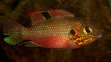 Rubricatochromis cerasogaster