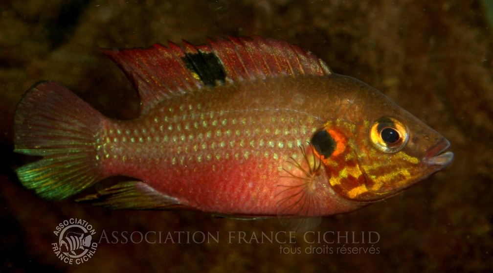 P.Tawil Rubricatochromis cerasogaster C061002A 059.jpg