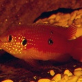 P.Tawil Rubricatochromis lifalili Moanda Beaucousin C230530A 559.JPG