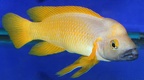P.Tawil Neolamprologus leleupi ssp. black throat cf. Kapampa Zeitoun C100227A 122.jpg