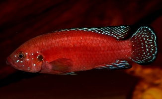 Rubricatochromis exsul mâle