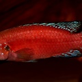 P.Tawil Rubricatochromis exsul  Beaucousin C230530A 563.JPG