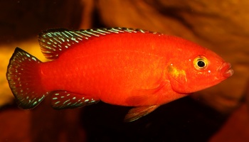 Rubricatochromis exsul femelle