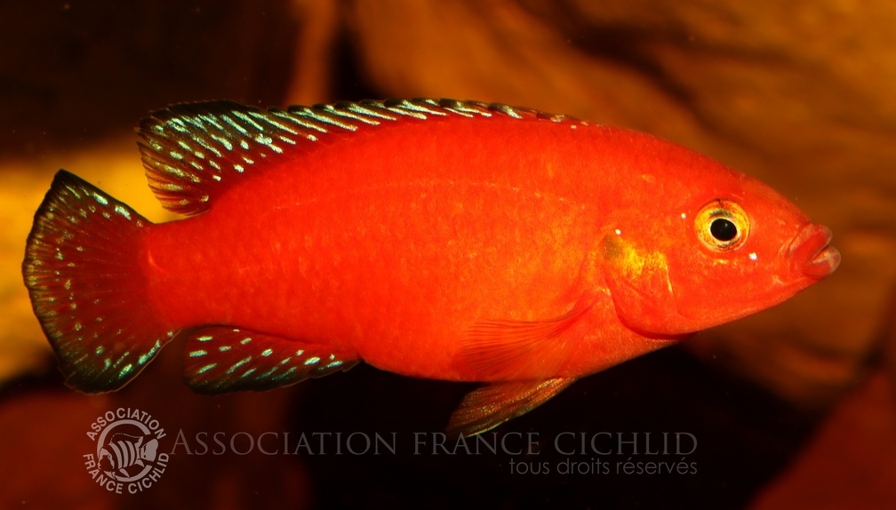 P.Tawil Rubricatochromis exsul  Beaucousin C230530A 564.JPG