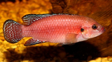 Rubricatochromis exsul mâle