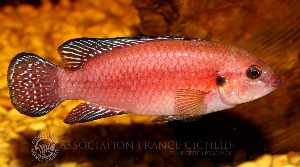 P.Tawil Rubricatochromis exsul  Beaucousin C230530A 525.JPG
