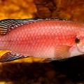 P.Tawil Rubricatochromis exsul  Beaucousin C230530A 525.JPG