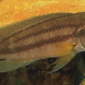 P.Tawil Neolamprologus bifasciatus mâle FOB Mauguen C141226A 111.JPG