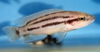 P.Tawil Neolamprologus bifasciatus élevage C180512B 092.JPG