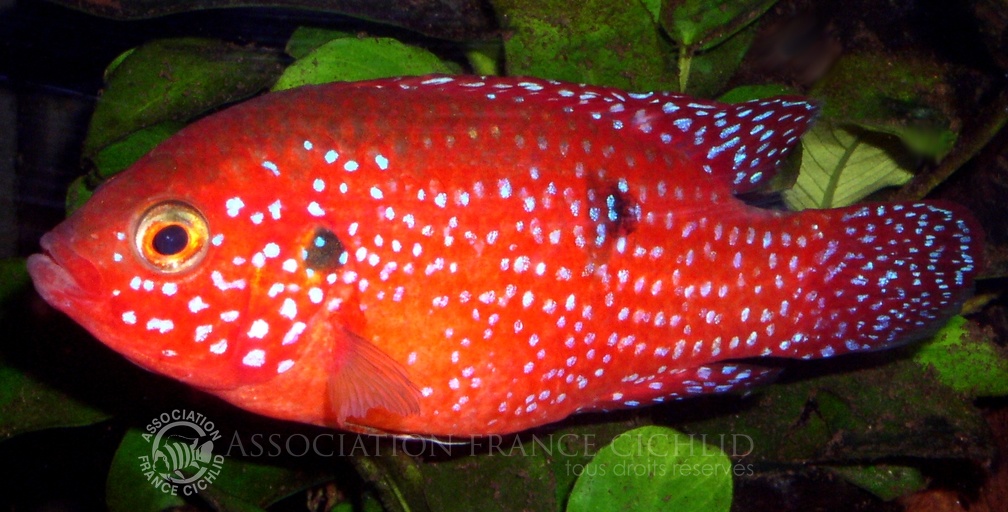 P.Tawil Rubricatochromis guttatus Massimo C051210B 018.jpg