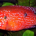 P.Tawil Rubricatochromis guttatus Massimo C051210B 018.jpg