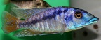 P.Tawil Mylochromis sp. Mchuse Tanzania C080419A 193.jpg
