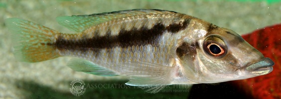 Mylochromis sp. "Mchuse" Tanzanie femelle