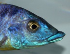 P.Tawil Mylochromis sp. Mchuse Tanzania C191019B 135.JPG
