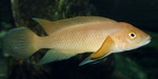 P.Tawil Neolamprologus pectoralis mâle Zeitoun C100731A 127.JPG