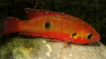 Rubricatochromis guttatus Natitingu (Bénin), femelle avec ses oeufs