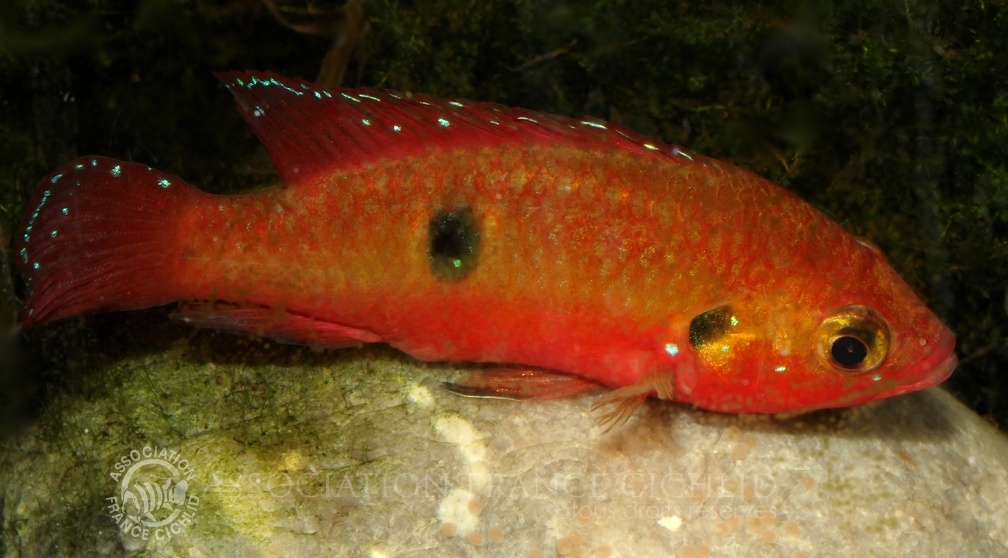 P.Tawil Rubricatochromis cf. cristatus Natitingu Bénin Montereau C181103A 256.JPG