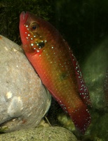 Rubricatochromis guttatus Natitingu (Bénin), mâle fertilisant les oeufs
