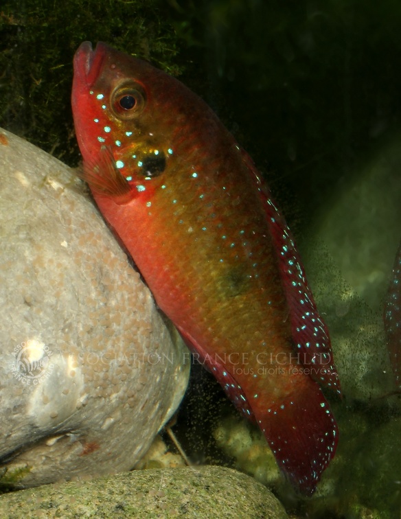 P.Tawil Rubricatochromis cf. cristatus Natitingu Bénin Montereau C181103A 261.JPG