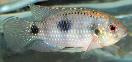 Anomalochromis thomasi